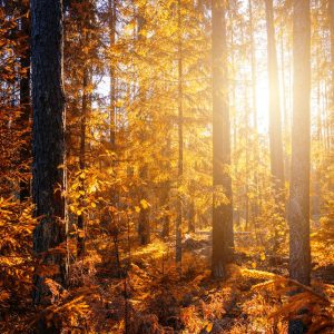 forest during sunset